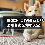 住建部：加快进行老城区和老街区专项调查！（图2）